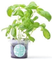 Potted-Gardens-Grow-Your-Own-Branded-Merchandise